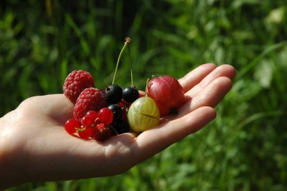 Manna erdőkert blog