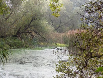 Pacsuta Péter: Dunakeszi tőzegláp védelmében In: A fenntarthatóság felé való átmenet jó példái Magyarországon, 99-105. oldal