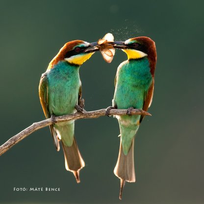 Ismerjük és tapasztaljuk meg jobban lakóhelyünk természeti értékeit!