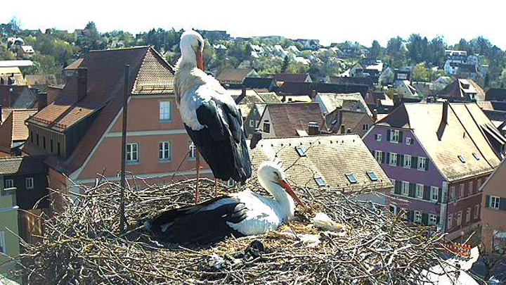 Teremtsünk élőhelyeket a településeken, és őrizzük is meg azokat!