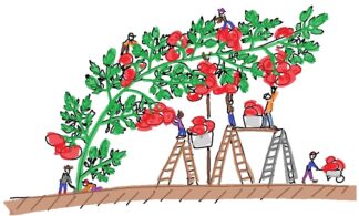 Hozzunk létre közösségi kertet!