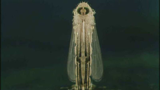 Lépjünk fel a kémiai szúnyoggyérítés ellen!