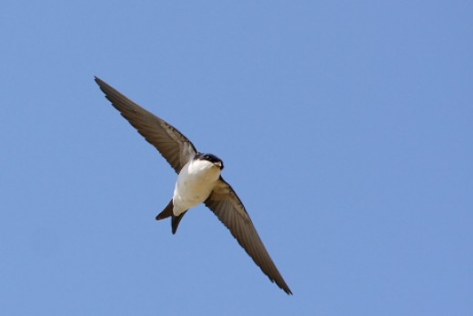 A szúnyogirtás természetvédelmi kockázatai és biológiai megoldásai