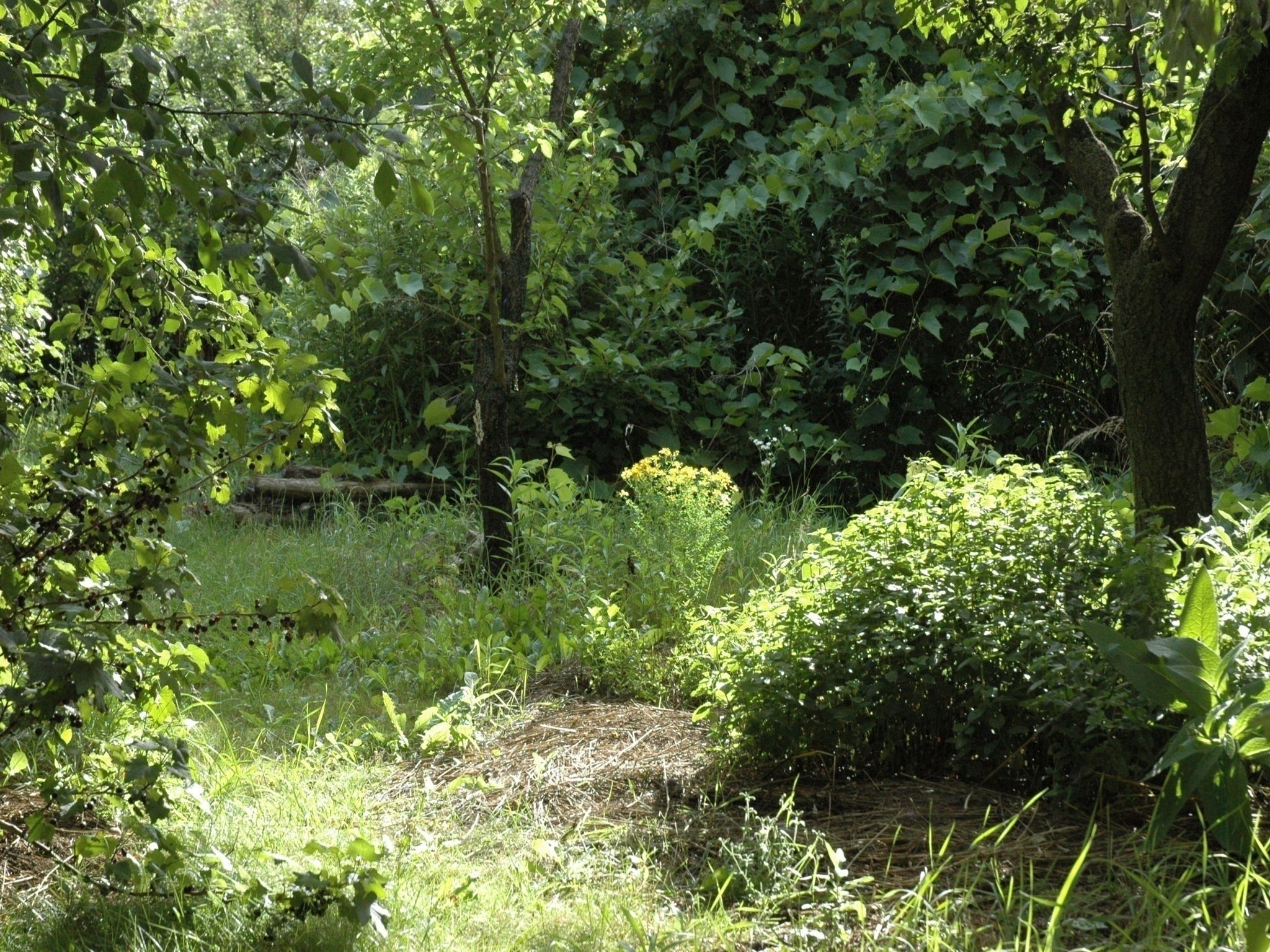 Mag Zsuzsa: Erdőkertek létesítése