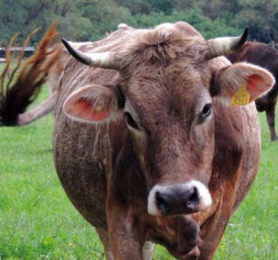 A kárpáti borzderes tartása a Polyán gazdaság gyakorlatában