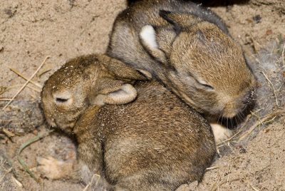 A közösségek születésének szakaszában hogyan tudjuk elősegíteni a nagyobb elfogadást egymás irányába?